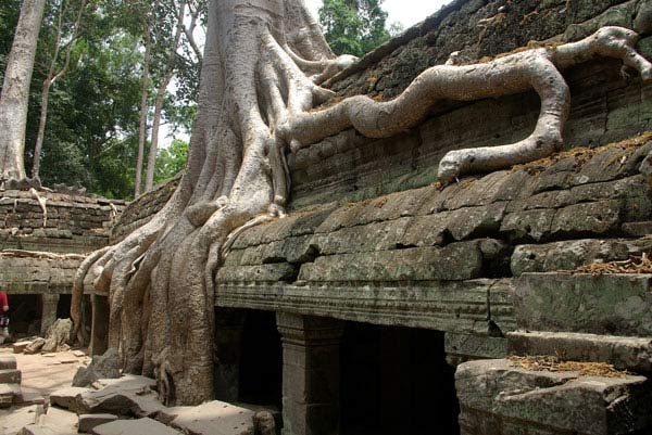 Ta Prohm - vẻ đẹp của sự hoang tàn